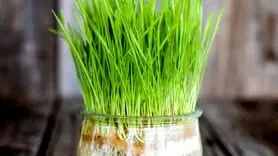 طرز تهیه سبزه ذرت نماد رشد برای سفره هفت‌سین