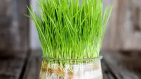 طرز تهیه سبزه ذرت نماد رشد برای سفره هفت‌سین