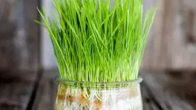 طرز تهیه سبزه ذرت نماد رشد برای سفره هفت‌سین