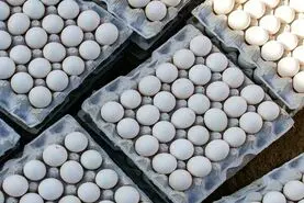 ماجرای آتش‌سوزی تخم‌مرغ‌های ایرانی در عراق و انتقادات به وزارت جهاد + فیلم
