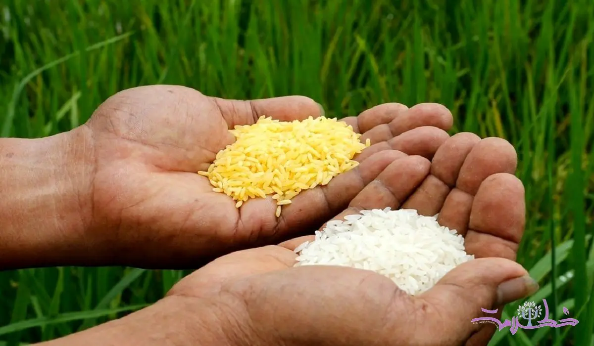 برنج طلایی چه فرقی با برنج معمولی دارد ؟