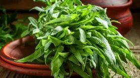 فواید شگفت‌ انگیز این گیاه پرخاصیت را نمیدانید!