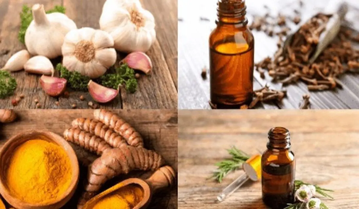 این آنتی بیوتیک‌های طبیعی را به رژیم غذایی خود اضافه کنید