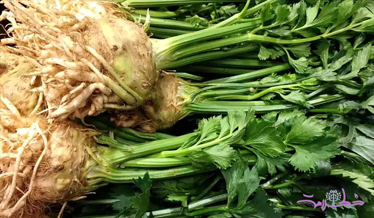 خواص کرفس کوهی برای سلامتی + طبع آن در طب سنتی