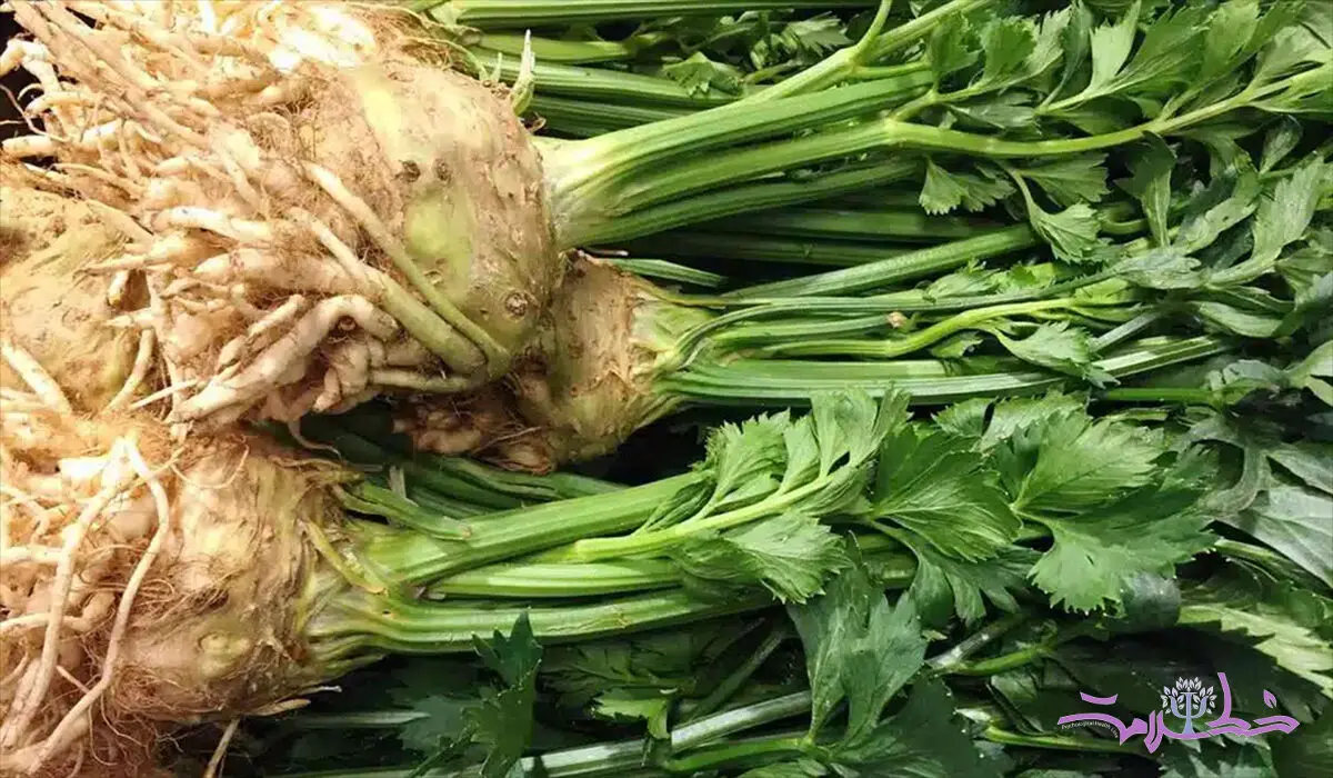 خواص کرفس کوهی برای سلامتی + طبع آن در طب سنتی