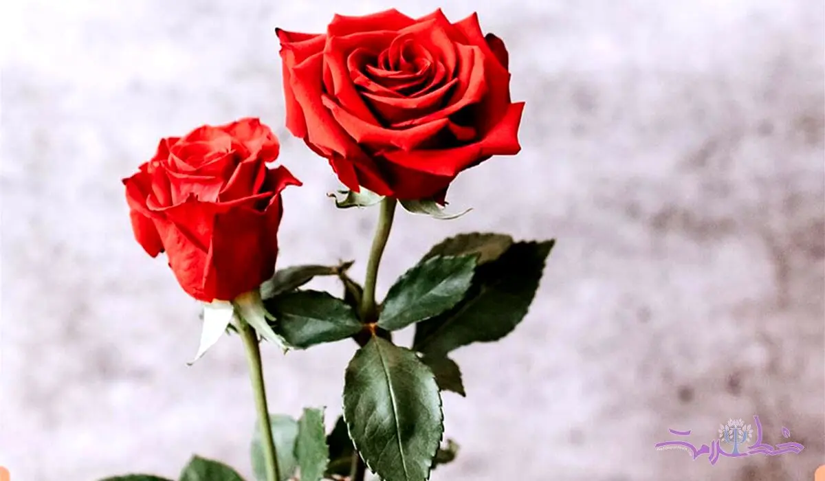 چرا رابطه جنسی در خواب با احساس شرمندگی در بیداری همراه است؟