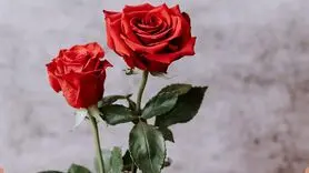 چرا رابطه جنسی در خواب با احساس شرمندگی در بیداری همراه است؟
