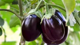 خوردن بادمجان برای چه افرادی سم است؟ + لیست فواید و ویتامین ها 