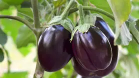 خوردن بادمجان برای چه افرادی سم است؟ + لیست فواید و ویتامین ها 