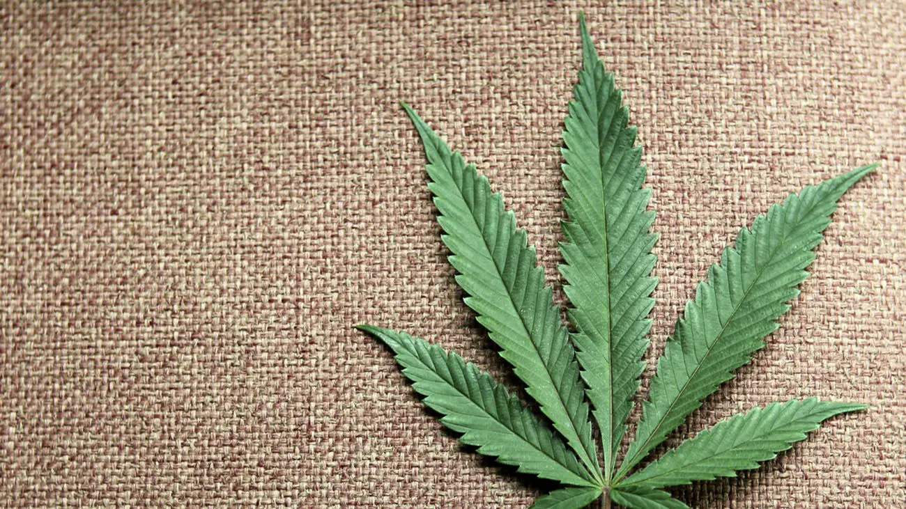 سوالات مهم در مورد مصرف تفریحی ماری جوانا / علف چگونه در دراز مدت بر مغز شما تأثیر می گذارد؟ + آیا ماری جوانا اعتیادآور است؟