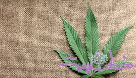 سوالات مهم در مورد مصرف تفریحی ماری جوانا / علف چگونه در دراز مدت بر مغز شما تأثیر می گذارد؟ + آیا ماری جوانا اعتیادآور است؟