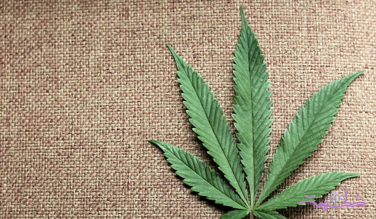 سوالات مهم در مورد مصرف تفریحی ماری جوانا / علف چگونه در دراز مدت بر مغز شما تأثیر می گذارد؟ + آیا ماری جوانا اعتیادآور است؟