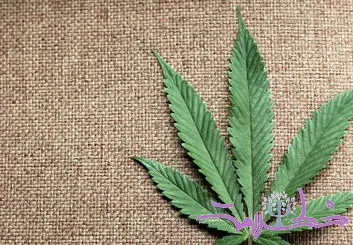 سوالات مهم در مورد مصرف تفریحی ماری جوانا / علف چگونه در دراز مدت بر مغز شما تأثیر می گذارد؟ + آیا ماری جوانا اعتیادآور است؟