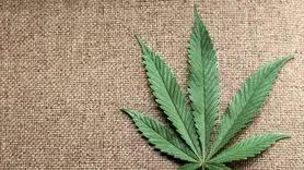 سوالات مهم در مورد مصرف تفریحی ماری جوانا / علف چگونه در دراز مدت بر مغز شما تأثیر می گذارد؟ + آیا ماری جوانا اعتیادآور است؟