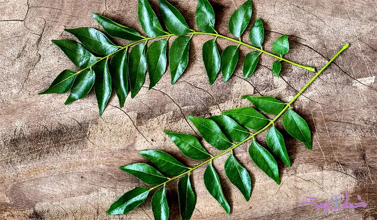 خواص شگفت‌انگیز برگ کاری برای سلامت اعصاب و دیابت