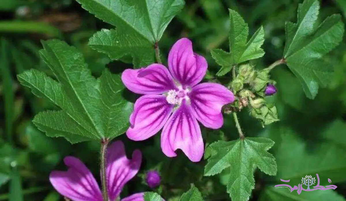 خواص جادویی گیاه پنیرک برای خواب