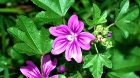 خواص جادویی گیاه پنیرک برای خواب