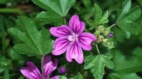 خواص جادویی گیاه پنیرک برای خواب
