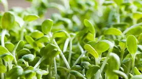 خواص عرق یونجه برای سلامتی