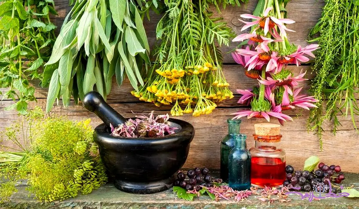 مؤثرترین گیاهان برای تقویت حافظه و تمرکز