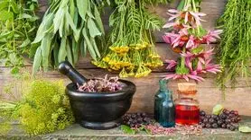 مؤثرترین گیاهان برای تقویت حافظه و تمرکز