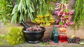 مؤثرترین گیاهان برای تقویت حافظه و تمرکز