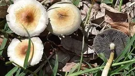 سمی ترین قارچ دنیا را بشناسید + آیا پادزهری برای قارچ های سمی وجود دارد؟
