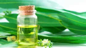 چرا باید همیشه اکالیپتوس همراه داشته باشید؟