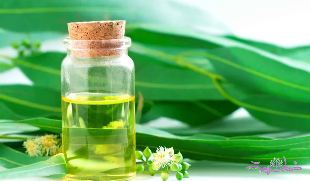 چرا باید همیشه اکالیپتوس همراه داشته باشید؟