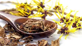 آشنایی با خواص فندق افسونگر برای  چین و چروک،تبخال و التهاب