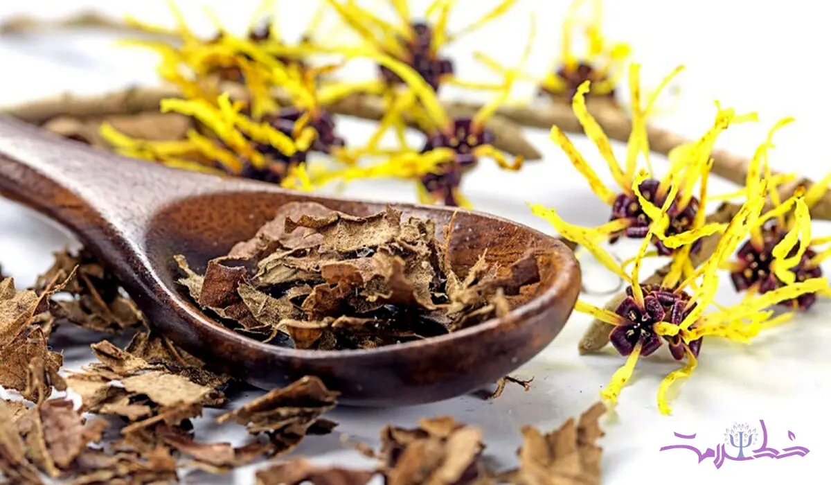 آشنایی با خواص فندق افسونگر برای  چین و چروک،تبخال و التهاب