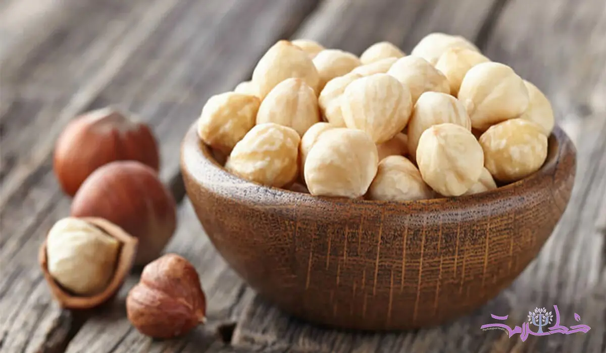 فندق را خام نخورید پزشک لازم می شوید+خواص بی نظیری دارد