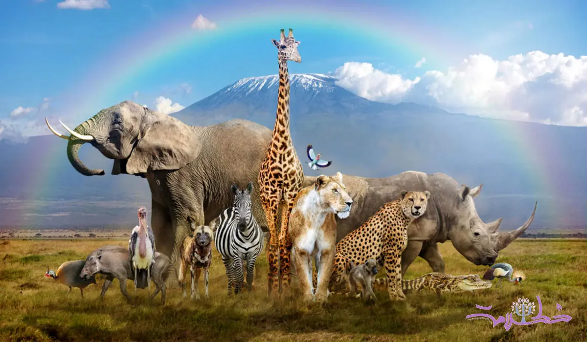 شخصیت شناسی در ۵ دقیقه : اولین حیوانی که می بینید، راز درونی شما را فاش می کند!