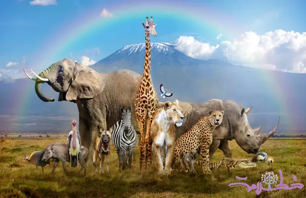 شخصیت شناسی در ۵ دقیقه : اولین حیوانی که می بینید، راز درونی شما را فاش می کند!