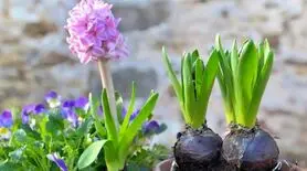 با این ۱۰ گل زیبا، خانه‌تان را برای عید رنگارنگ کنید!
