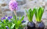 خواص درمانی گل‌های بهاری  از دید ابوعلی سینا + کاربردهای مفید شان