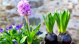 با این ۱۰ گل زیبا، خانه‌تان را برای عید رنگارنگ کنید!