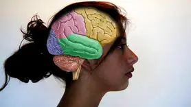 کشف جدید دانشمندان در مورد مغز پیچیده زنان 