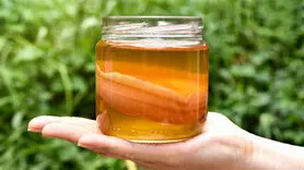 طرز تهیه کامبوجا برای تقویت گوارش / این نوشیدنی ویژه بهار و تابستان است