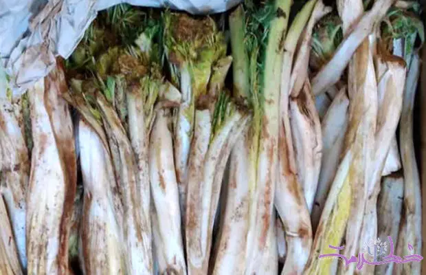 کنگر گنجینه‌ای از خواص و دستور پخت غذاهای لذیذ با آن