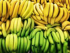  موز سبز بخورید برای تان مشکل ساز می شود یا نه؟+ تفاوت موز سبز و زرد چیست؟