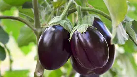 بادمجان را غذایی ساده نبینید