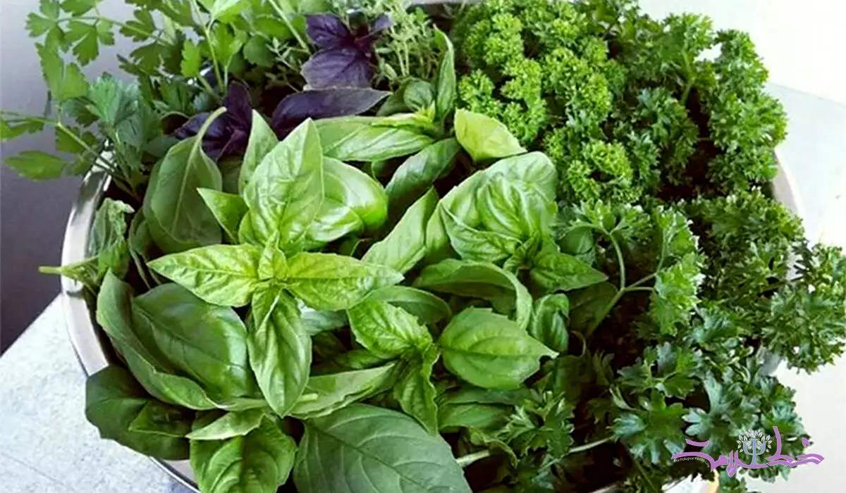 با کدام سبزی قورمه سبزی خوشمزه تر می شود؟