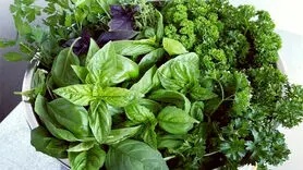 با کدام سبزی قورمه سبزی خوشمزه تر می شود؟