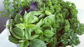 با کدام سبزی قورمه سبزی خوشمزه تر می شود؟
