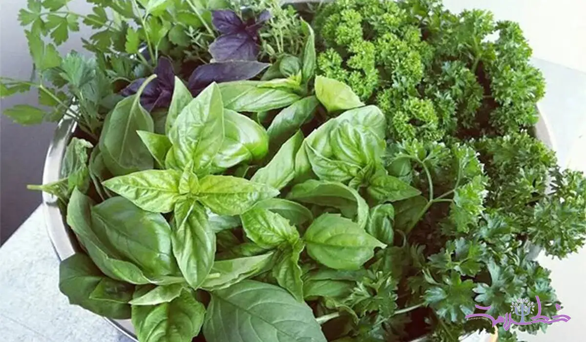 با کدام سبزی قورمه سبزی خوشمزه تر می شود؟