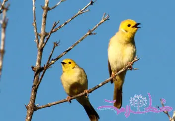 فیلم/ این آواز خاص را هر چقدر می توانید گوش کنید! درمانی برای کاهش افسردگی است