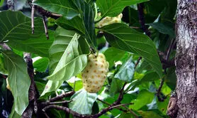این میوه بد مزه خواص شگفت انگیزی برای سلامتی دارد