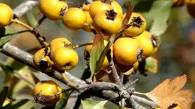 این داروی گیاهی کلسترول خون را کاهش می دهد