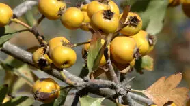 این داروی گیاهی کلسترول خون را کاهش می دهد